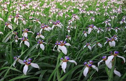 像素生活模拟《Spirittea》2022年发售  支持简中